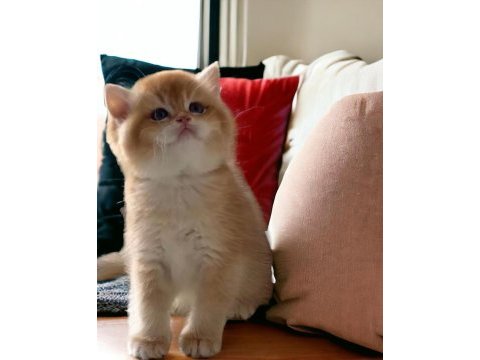 Safkan british longhair ve shorthair yavruları