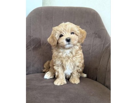 Maltipoo yavrularımız yeni evlerini bekliyor
