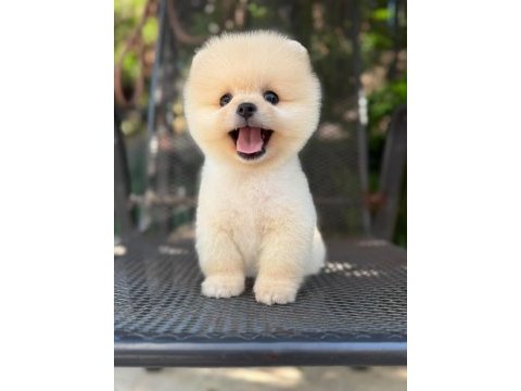 Orjinal pomeranian boo