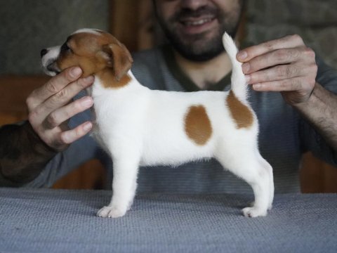 Fcı şecereli dereceli soydan gelen jack russell