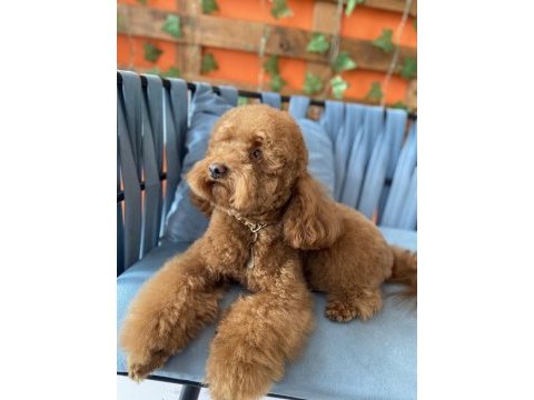Red brown toy poodle