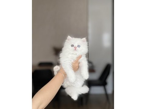 Mükemmel kalite harika gen british longhair yavrum