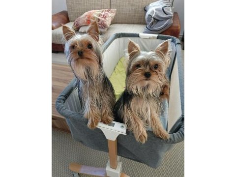 Safkan yorkshire terrier yavruları
