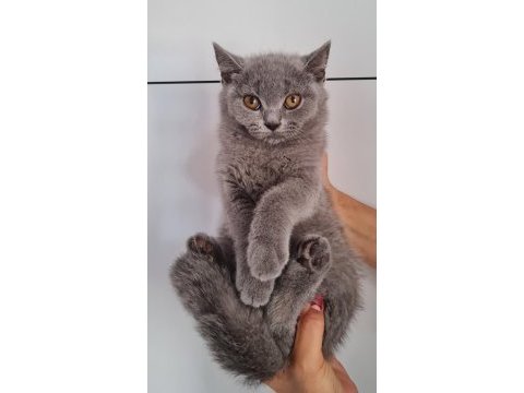 British shorthair yavrular 3,5 aylık