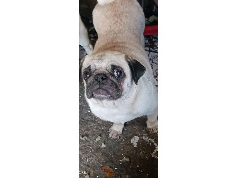 Dişi safkan pug mobs
