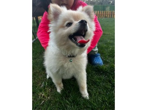 Pomeranian boo 9 aylık erkek