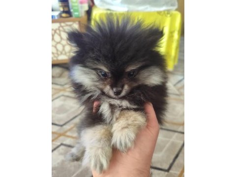 Pomeranian boo köpeği