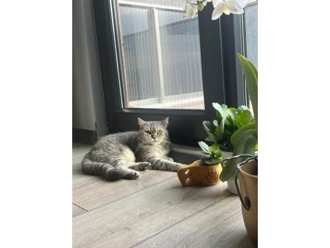British shorthair yavrumuza yeni bir aile arıyoruz