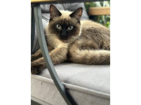 22 haziran doğumlu erkek british shorthair yavru