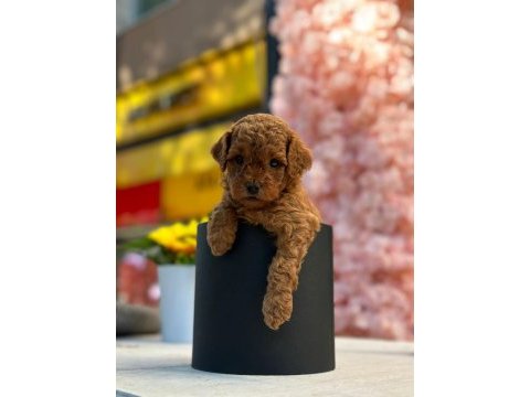Safkan toy poodle yavrularım