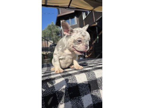French bulldog köpeği