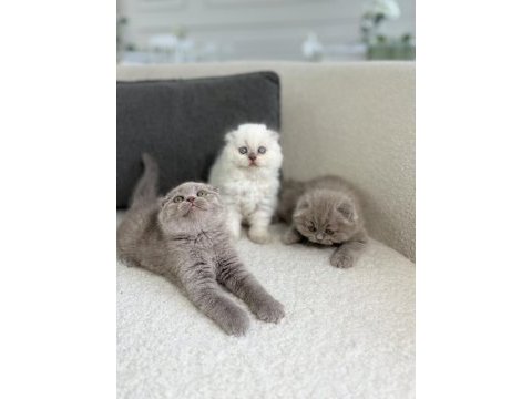 Show class scottish fold prensesler