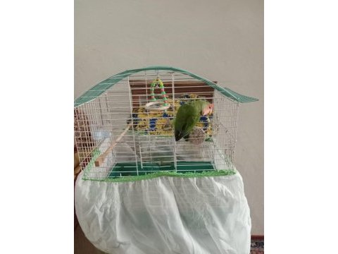 Tek cennet papağanı
