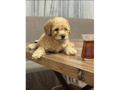 Orijinal poodle yavrular