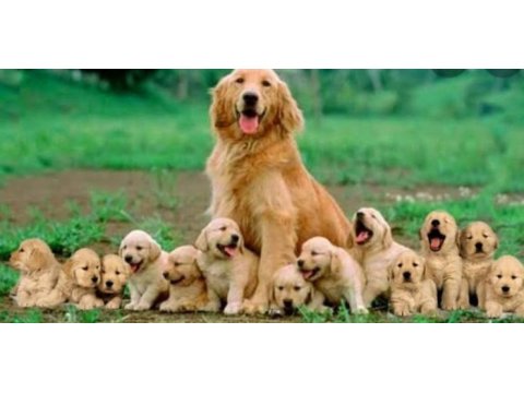 Golden retriever çok şeker yavrular