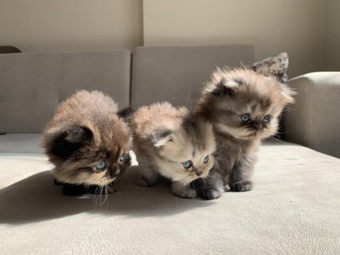 1 aylık scottish fold shorthair 3 erkek yavru