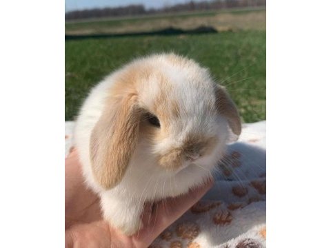 Hollanda lop tavşanı yavruları