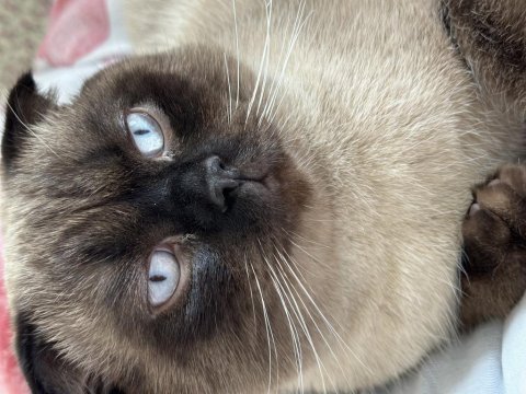 Scottish fold kedimiz