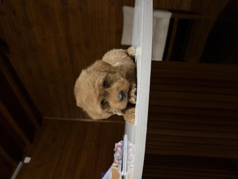 Maltipoo bebekler
