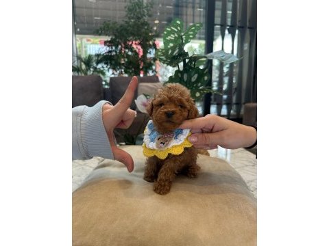 Micro teacup poodle bebeğim