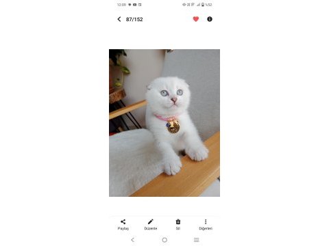 Ns1133 sağlıklı mavi gözlü scottish fold dişimiz