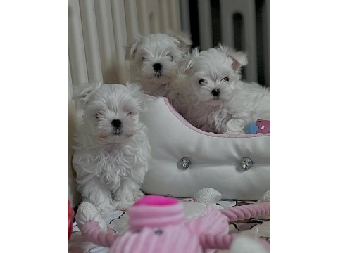 Maltese puppies 1 kg