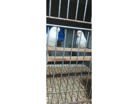 Albino takım muhabbet kuşu beyaz