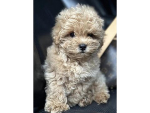 Maltipoo safk ırk