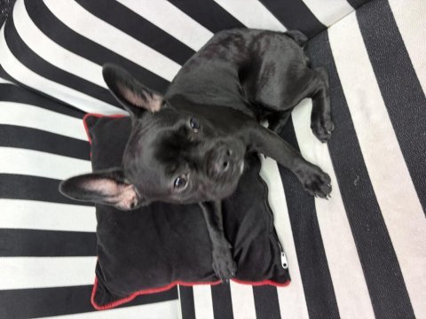 French bulldog 6 aylık kraliçe tam oyuncu