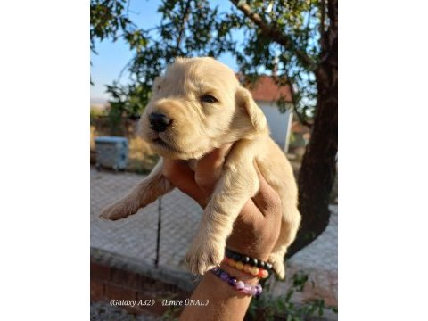 Baby face golden retriever bebeklerimiz