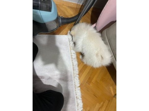 Yeni yuvasını arıyor spitz