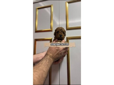 Sevimli ırk toy poodle