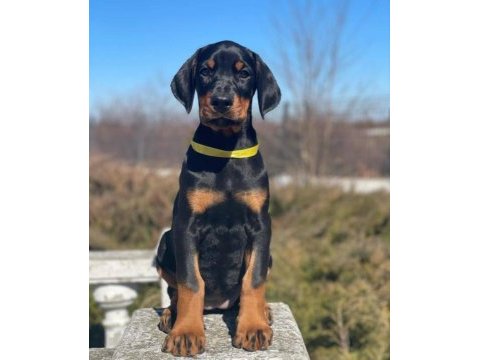 Estetikli ve estetiksiz safkan doberman yavrularımız