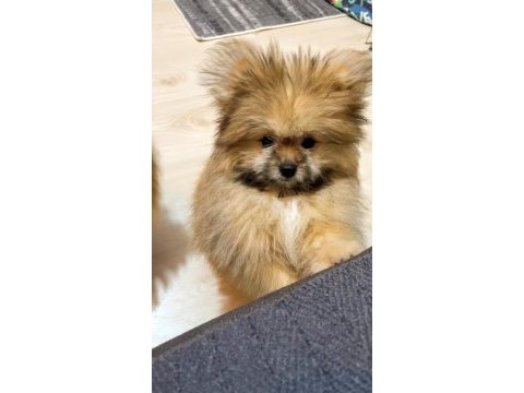 Ayıcık surat pomeranian boo
