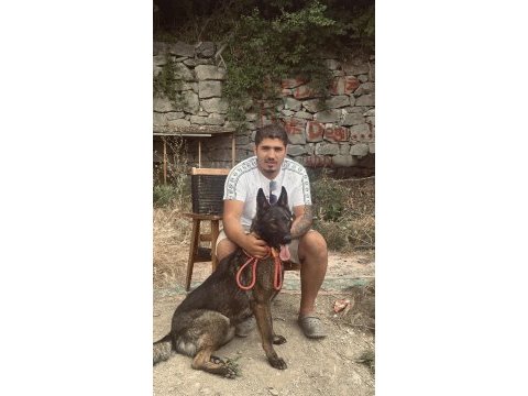 8 aylık kapkara dişi belçika kurdu değerinde