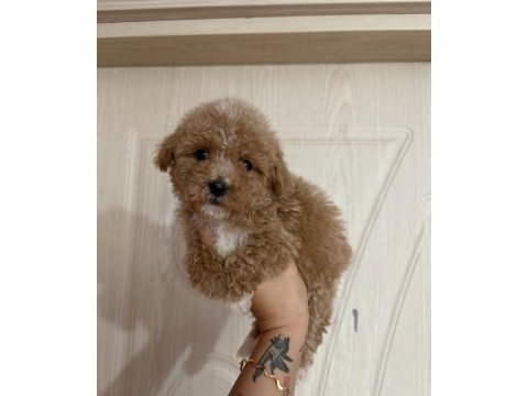 Herkes poodle sahibi olsun diye
