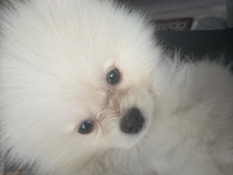 Uslu zeki pomeranian boo dünyalar tatlısı yavrumuz