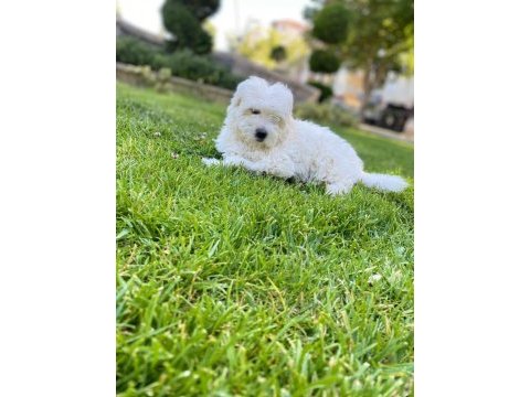Ev ortamına uyumlu dişi maltese terrier yavrumuz
