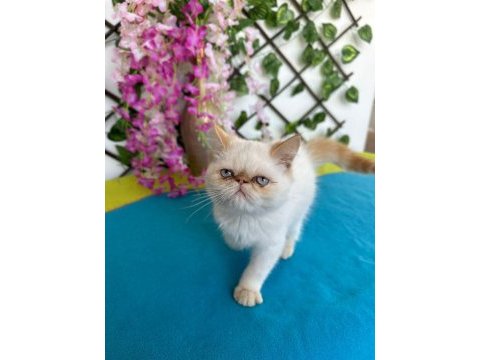 Exotic shorthair 2,5 aylık kedimiz