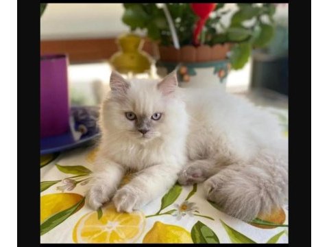 Yetişkin dişi british shorthair kısır değildir