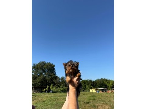 Yorkshire terrier teacup bebekler