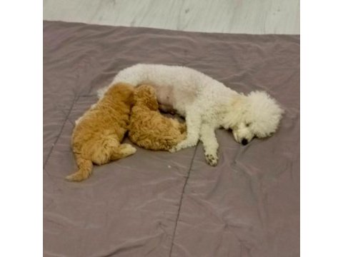 Minik köpeklerim