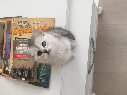 Evden show kalite british shorthair yavrular