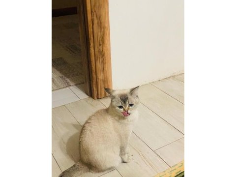 British shorthair kedisi