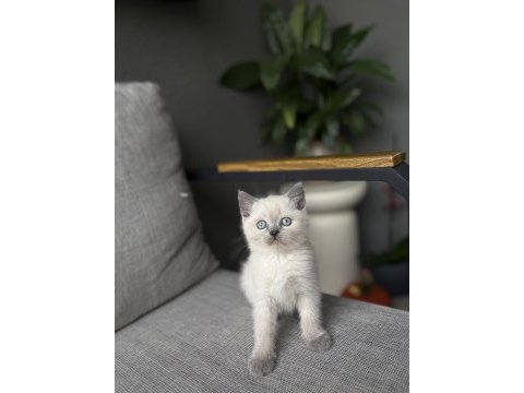 Brıtısh shorthair blue point yavrularım 