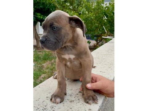 Kıf - fcı scr li anne ve babadan cane corso yavruları