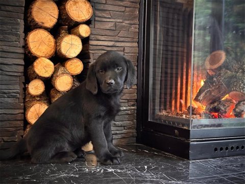 İri patileriyle gerçek labrador retriever yavruları