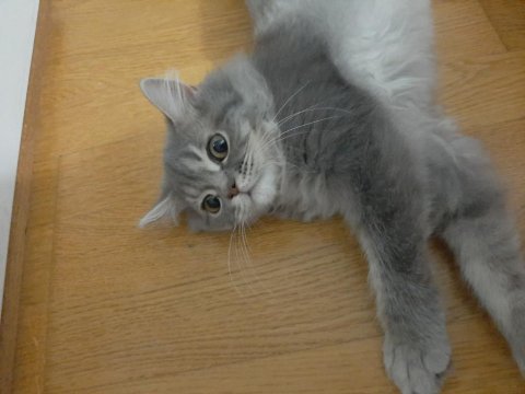 British longhair yavrumuza ömürlük yuva arıyoruz