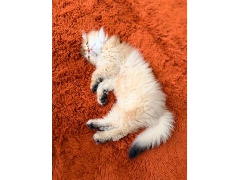 3 aylık british longhair ny11 evde bakılıyor