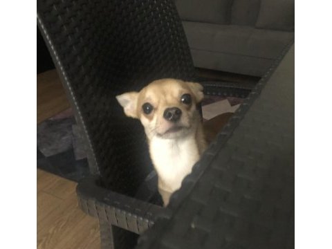 1.5 yaşında erkek chihuahua